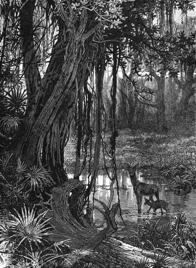 Florida Everglades, USA, 1885 alkotó: Unbekannt