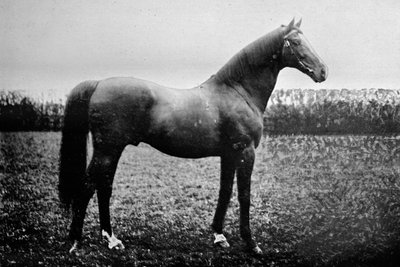 Florizel II, 1911 alkotó: Unbekannt