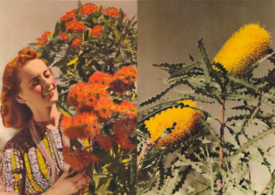 Virágzó gumi és Banksia, c1947. alkotó: Unbekannt