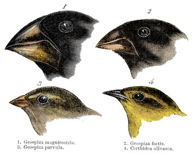 Négy vagy a Darwin által a Galápagos-szigeteken megfigyelt pintyfaj alkotó: Unbekannt