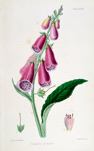 Gyűszűvirág Digitalis purpurea, 19. század. alkotó: Unbekannt