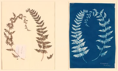 A Hatton Fern Album c. 1850. alkotó: Unbekannt