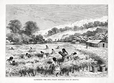 Az Erythroxylum coca kokanövény összegyűjtése Bolíviában, 1877 alkotó: Unbekannt