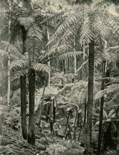 Óriáspáfrányok Gembrookban, 1901. alkotó: Unbekannt