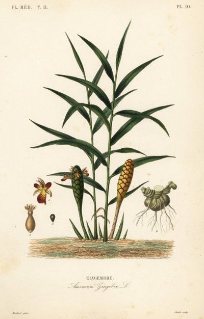 Gyömbér vagy gyömbérgyökér, Zingiber officinale, Amomum zingiber, Gingembre alkotó: Unbekannt