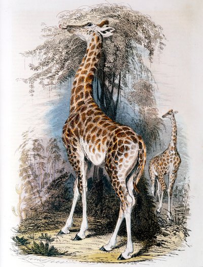 Zsiráf böngészés a fán, 1836 alkotó: Unbekannt