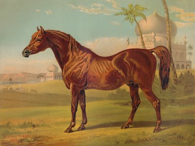 Goldie, magas osztályú arab, 1879. alkotó: Unbekannt