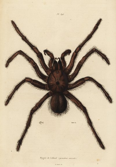 Góliát madárvadász pók, Theraphosa blondi alkotó: Unbekannt