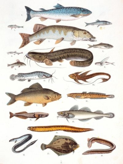 Csontos hal és puha uszonyos hal alkotó: Unbekannt