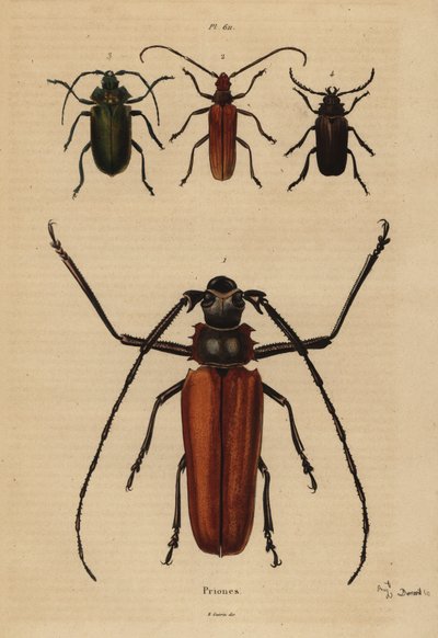 Hosszúszarvú nagy bogár, Enoplocerus armillatus 1, Aegosoma scabricorne 2, Pyrodes nitidus 3 és Prionus desmaretii 4 alkotó: Unbekannt