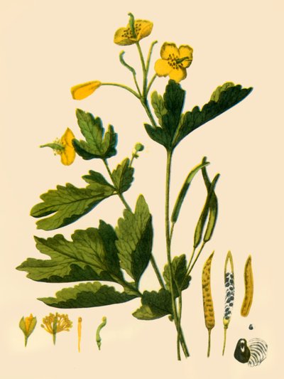 „Nagy celandine”, 1839, 1944. alkotó: Unbekannt