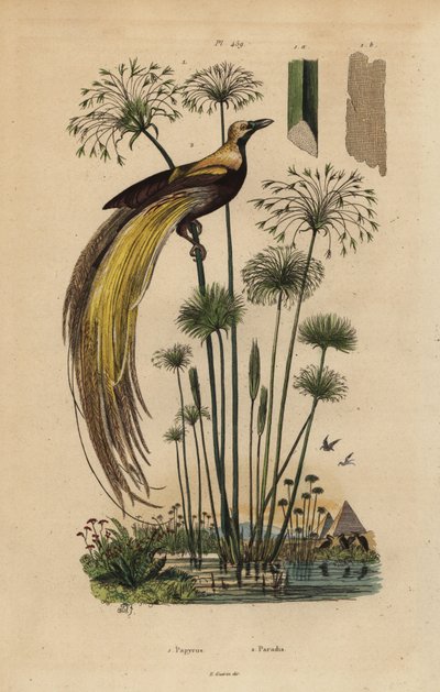 Nagy paradicsommadár, Paradisaea apoda és papiruszfű, Cyperus papyrus alkotó: Unbekannt