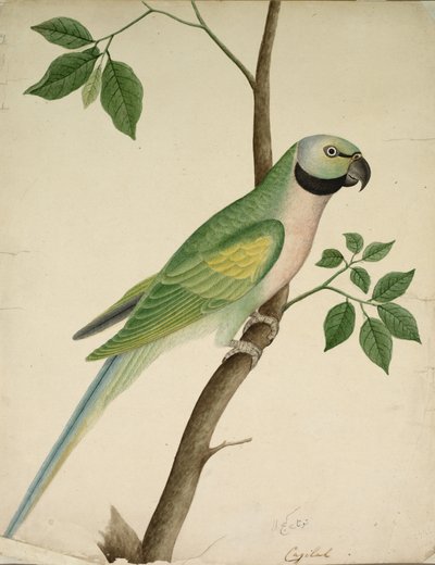 Zöld papagáj, c. 1820. alkotó: Unbekannt