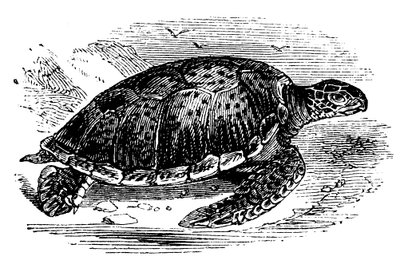 Chelone mydas zöld teknős, 1890 alkotó: Unbekannt