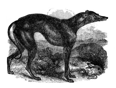 Agár, 1848 alkotó: Unbekannt