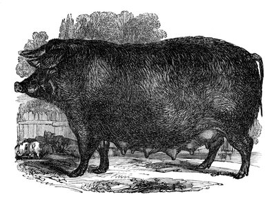 Hampshire-i koca, 1848 alkotó: Unbekannt