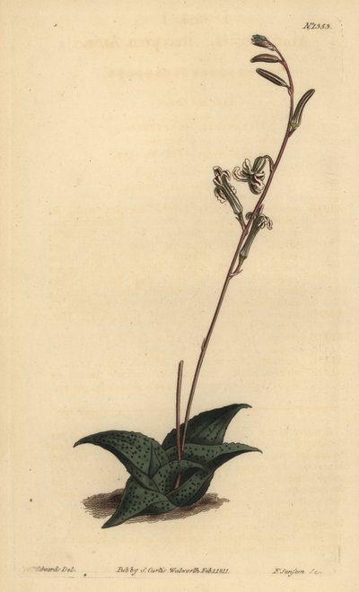 Haworthia venosa (Recurved aloe, Aloe recurva) alkotó: Unbekannt