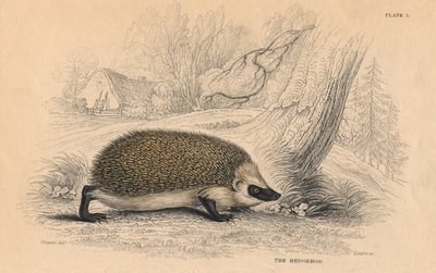 Európai sündisznó Erinaceus, 1828 alkotó: Unbekannt