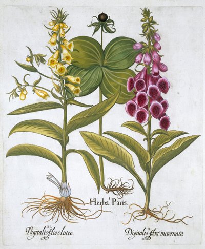 Herb Paris Solanum quadrifolium, közönséges gyűszűvirág Digitalis Purpurea nagy sárga gyűszűvirág alkotó: Unbekannt