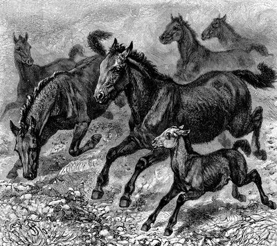 Tarpán csorda, 1893 alkotó: Unbekannt