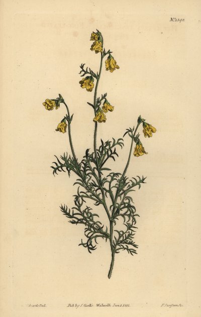 Hermannia confusa (finomlevelű hermannia, Hermannia tenuifolia) alkotó: Unbekannt