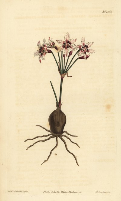 Hessea cinnamomea (Csillogó virágú strumaria, Strumaria crispa) alkotó: Unbekannt