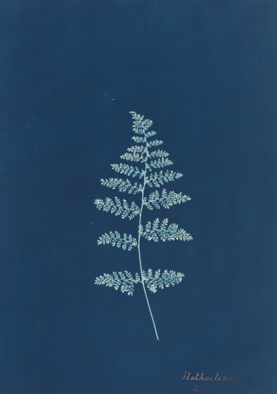 Hothocleana, c. 1850-es évek. alkotó: Unbekannt