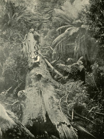 Hogy vannak a hatalmasok, 1901. alkotó: Unbekannt