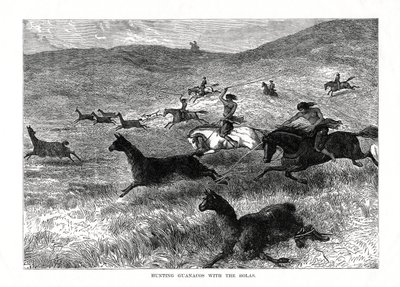 Guanakók vadászata a bolákkal, Dél-Amerika, 1877 alkotó: Unbekannt