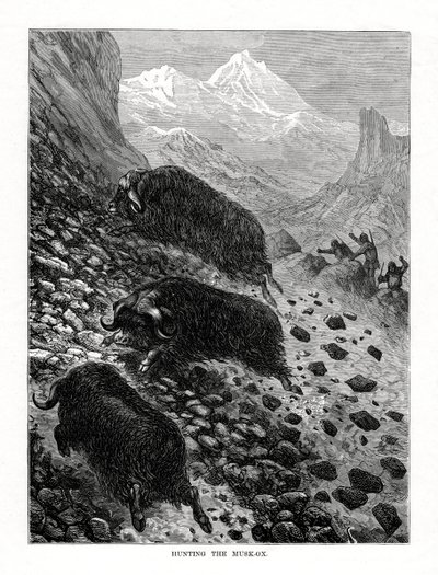 Vadászat a pézsmaökörre, 1877 alkotó: Unbekannt