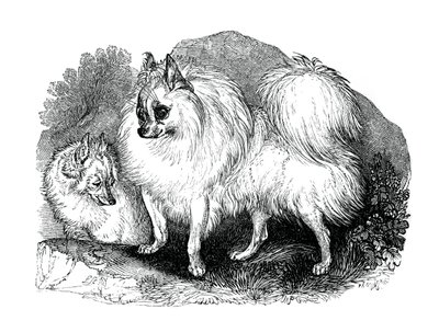Izlandi kutya, 1848 alkotó: Unbekannt