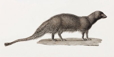 Ichneumon Mongoose alkotó: Unbekannt