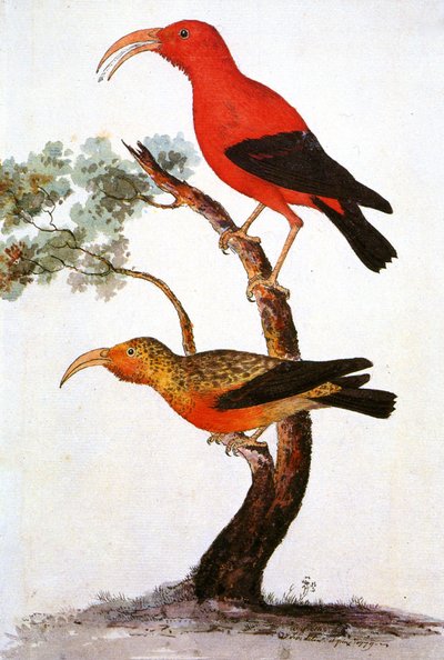 Illusztráció/Iiwi/Iwi/Scarlet honeycreeper/Scarlet Hawaiian Honeycreeper alkotó: Unbekannt