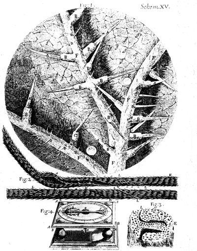 Illusztrációk a Robert Hookes Micrographia angol mikroszkóptól, 1665 alkotó: Unbekannt