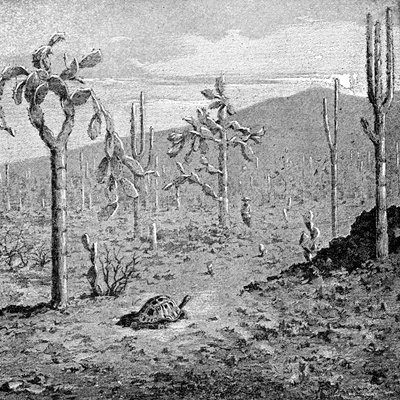 Fáradhatatlan sziget, Galápagos szigetvilág, 1895 alkotó: Unbekannt