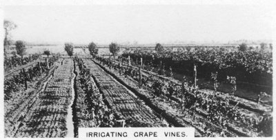 Szőlőtőkék öntözése, Ausztrália, 1928 alkotó: Unbekannt