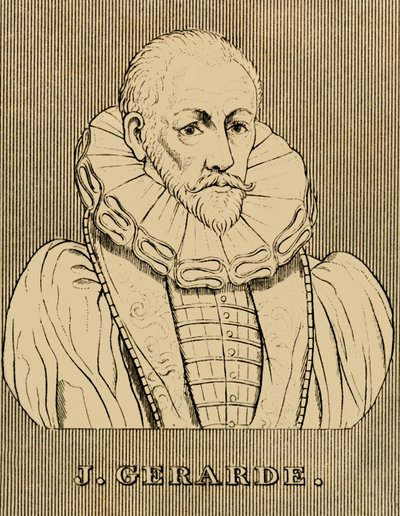 J. Gerarde, c1545-1612, 1830. alkotó: Unbekannt