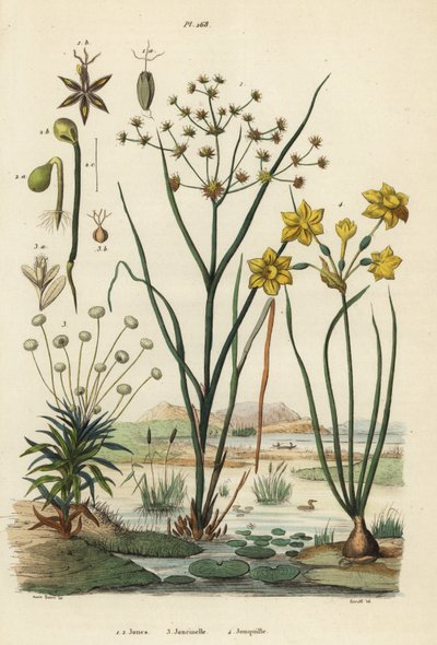 Íztes róka, Juncus articulatus 1, varangy róka, Juncus bufonius 2, pipafű, Paepalanthus dendroides 3 és nárcisz, Narcissus jonquilla 4. Jones, Joncinelle, Jonquille alkotó: Unbekannt