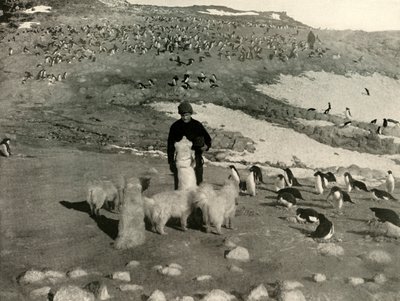 Joyce and the Dogs in the Penguin Rookery, c1908, 1909. alkotó: Unbekannt