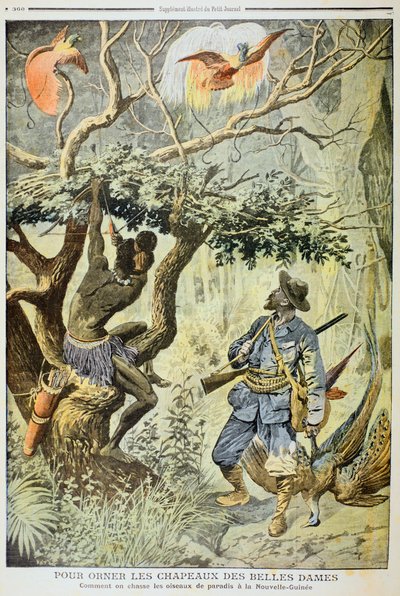 Killing Birds of Paradise, Új-Guinea, 1908 alkotó: Unbekannt