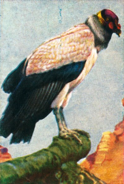 Királykeselyű, 1928. alkotó: Unbekannt