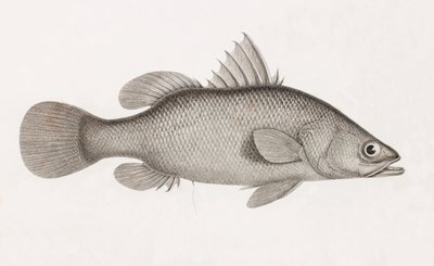 La Perche Latous alkotó: Unbekannt