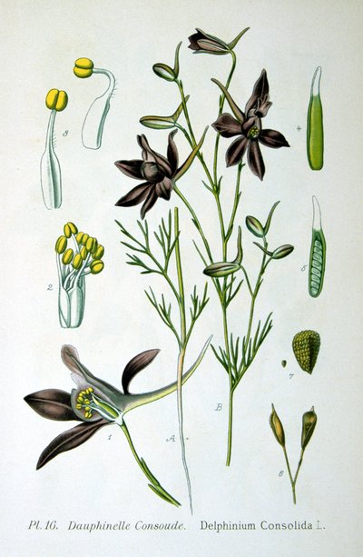 Larkspur, 1893 alkotó: Unbekannt
