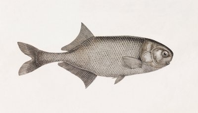 Le Me Mormyre Bane alkotó: Unbekannt