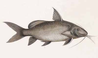 Le Pimelode Scheilan, közelről alkotó: Unbekannt