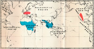 Lemuroidea - I. Térkép, Az élőkék és a fosszilis vörös elterjedését mutatja, 1897 alkotó: Unbekannt