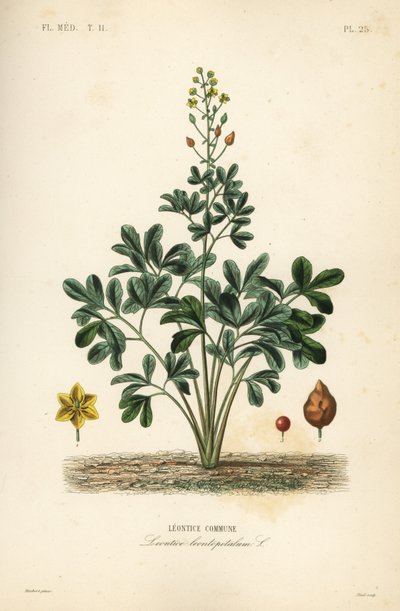 Leontice, Leontice leontopetalum, Leontice commune alkotó: Unbekannt