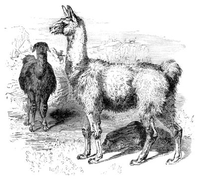 Flames, c1880 alkotó: Unbekannt
