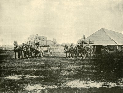 Gyapjú betöltése, Warrawooh állomás, Wimmera, 1901. alkotó: Unbekannt
