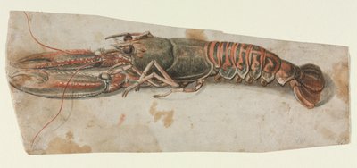 Homár, 1600-as évek. alkotó: Unbekannt
